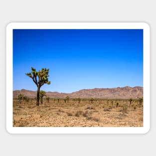 Joshua Tree Landscape Photo V1 Sticker